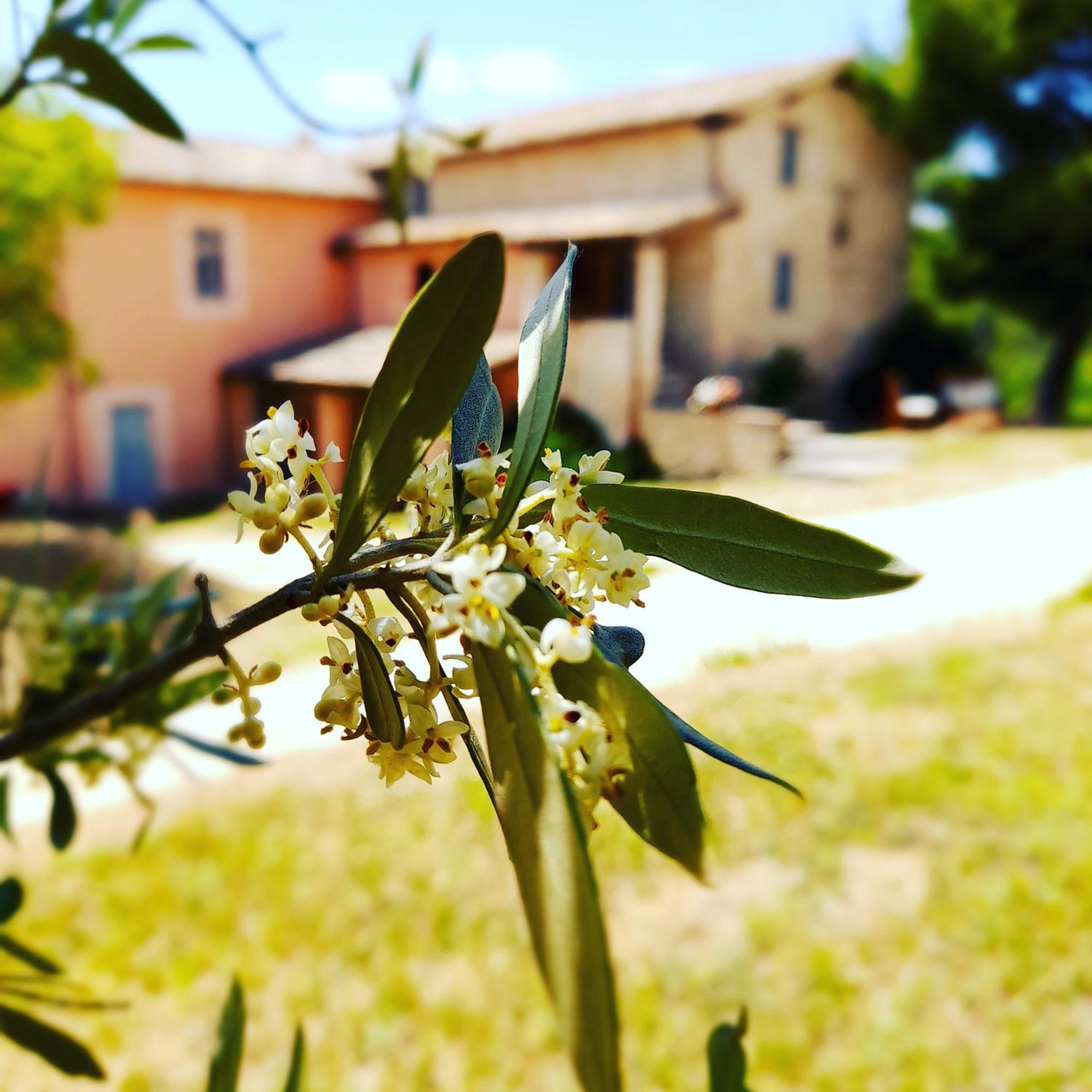Tenuta San Felice Giano dellʼUmbria Buitenkant foto